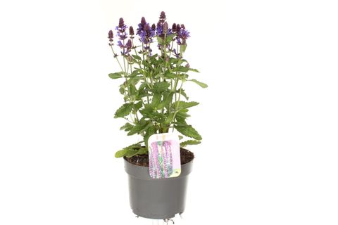 Salvia nemorosa SENSATION DEEP BLUE
