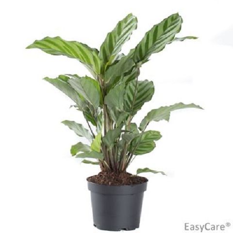 Calathea leopardina
