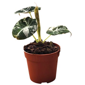 Alocasia 'Black Velvet Variegata'