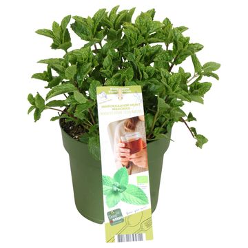 Mentha spicata 'Crispa'