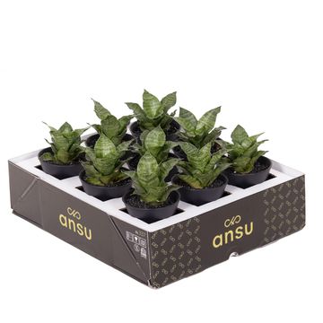 Sansevieria 'Star Mini Marble No.1'