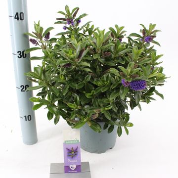 Hebe HEBEDONNA JULIA