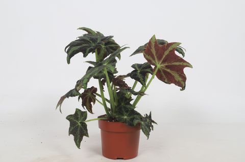 Begonia 'Draco'