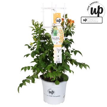 Campsis x tagliabuana 'Summer in Orange'