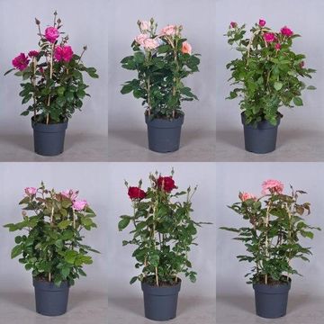 Rosa RENAISSANCE COLLECTION MIX