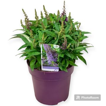 Buddleja davidii BUTTERFLY CANDY LITTLE LILA