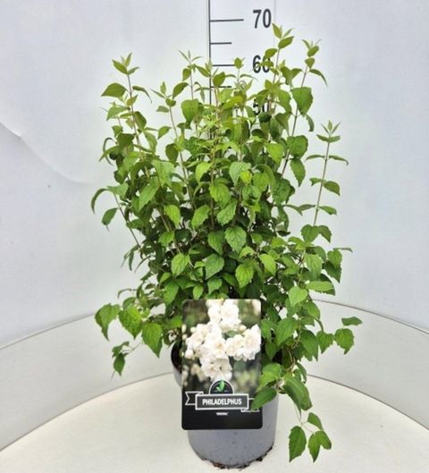 Philadelphus 'Virginal'