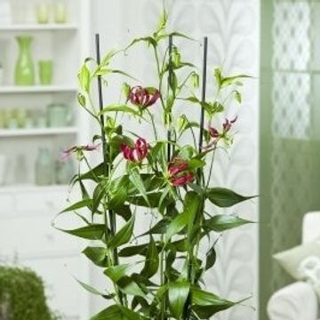 Gloriosa rothschildiana