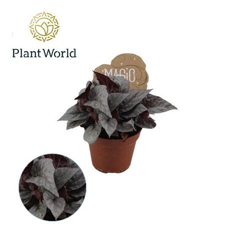 Begonia MAGIC COLOURS SILVER LIMBO