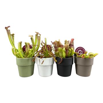 Carnivorous plants MIX