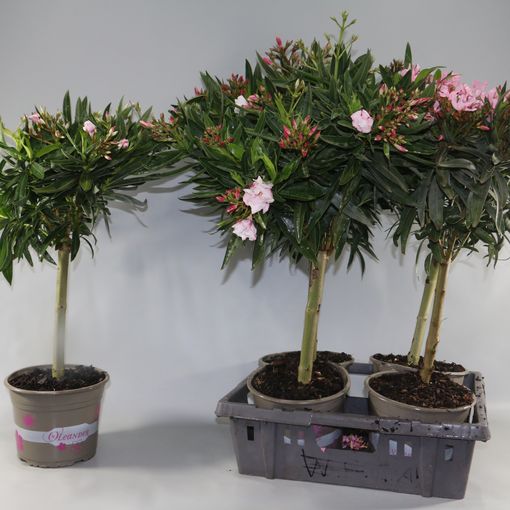 Nerium oleander MIX