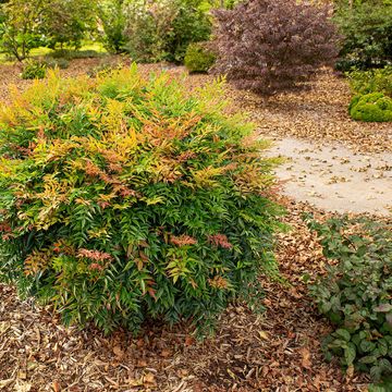 Nandina domestica MAGICAL SUNRISE