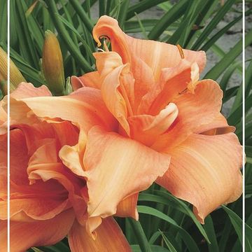 Hemerocallis 'Flower Basket'