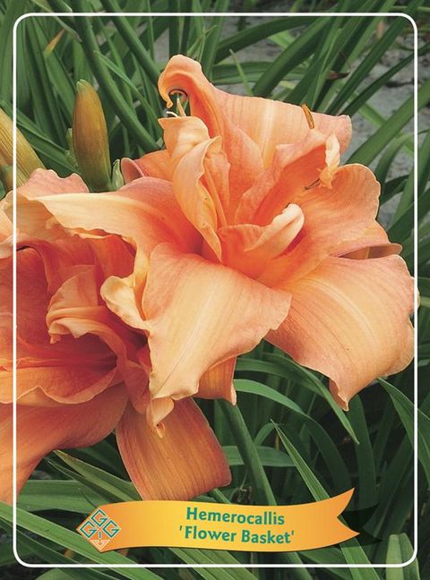 Hemerocallis 'Flower Basket'