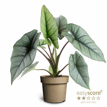 Alocasia 'Platinum'