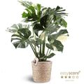 Monstera 'Thai Constellation'