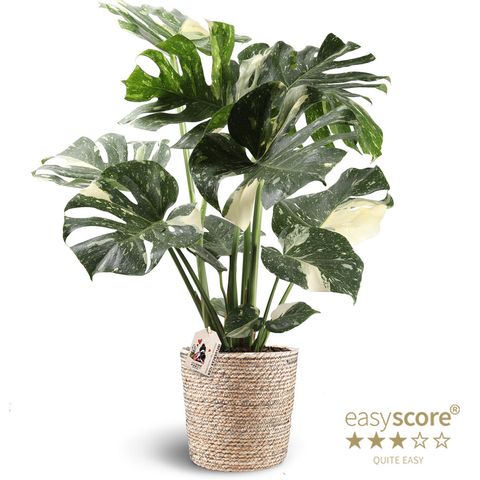 Monstera 'Thai Constellation'