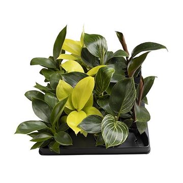 Philodendron MIX