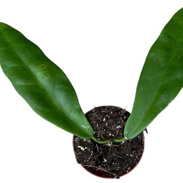 Hoya meliflua sp. Thailand