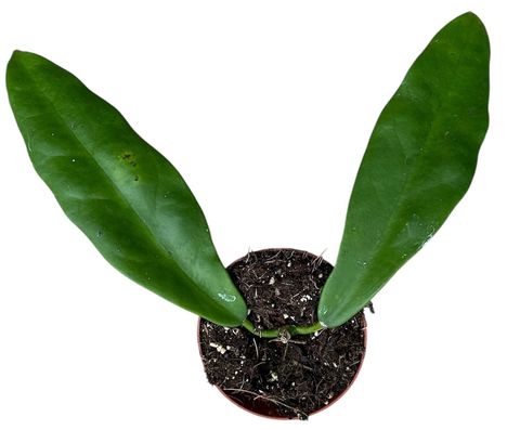 Hoya meliflua sp. Thailand