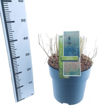 Panicum virgatum 'Prairie Sky'