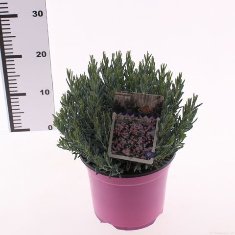 Andromeda polifolia 'Blue Ice'