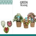 Caladium MIX