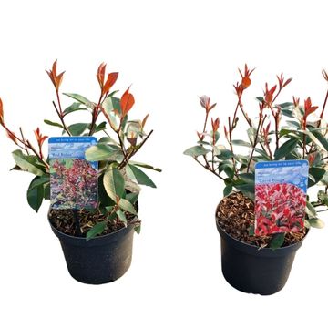 Photinia x fraseri MIX