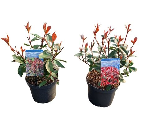 Photinia x fraseri MIX