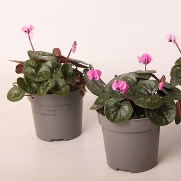 Cyclamen coum