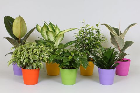 Houseplants MIX