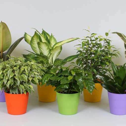 Houseplants MIX