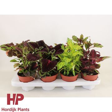 Coleus MIX