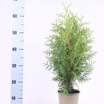 Thuja occidentalis 'Brabant'