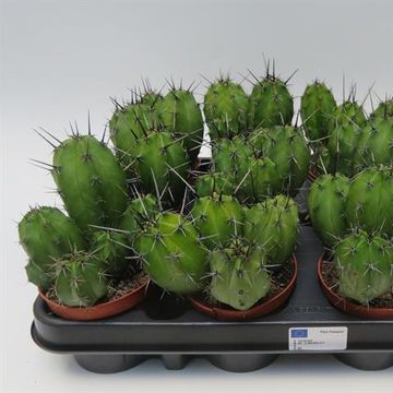 Polaskia chichipe