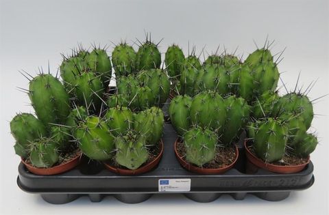 Polaskia chichipe