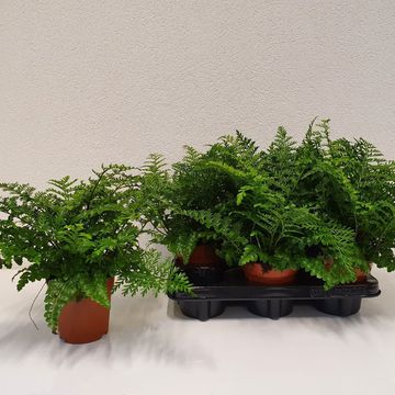 Asplenium 'Parvati'