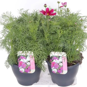 Cosmos bipinnatus MIX