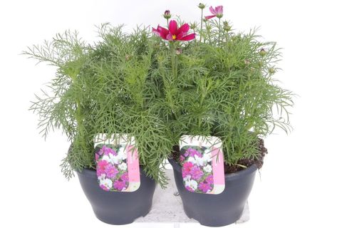 Cosmos bipinnatus MIX