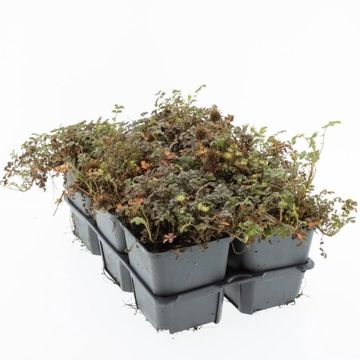 Acaena microphylla 'Kupferteppich'