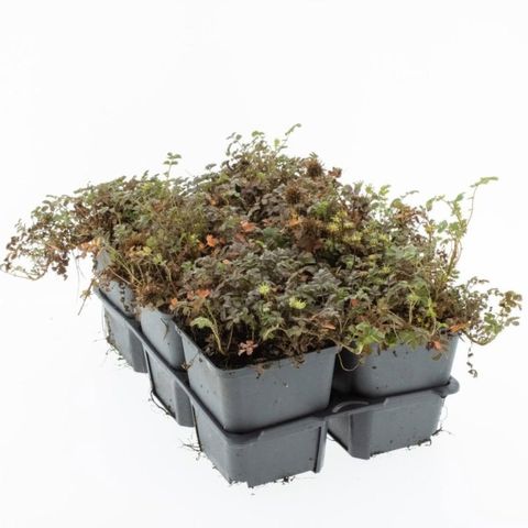 Acaena microphylla 'Kupferteppich'