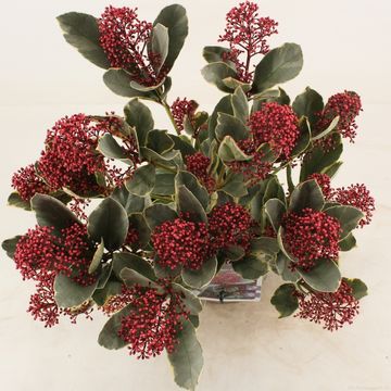 Skimmia japonica 'Perosa'