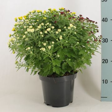 Chrysanthemum JASODA MIX IN POT