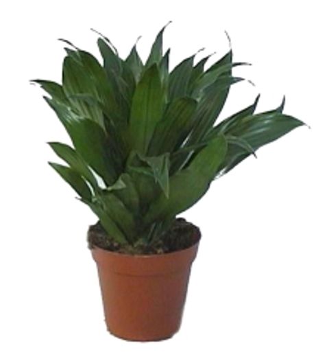 Dracaena fragrans 'Janet Craig Compacta'