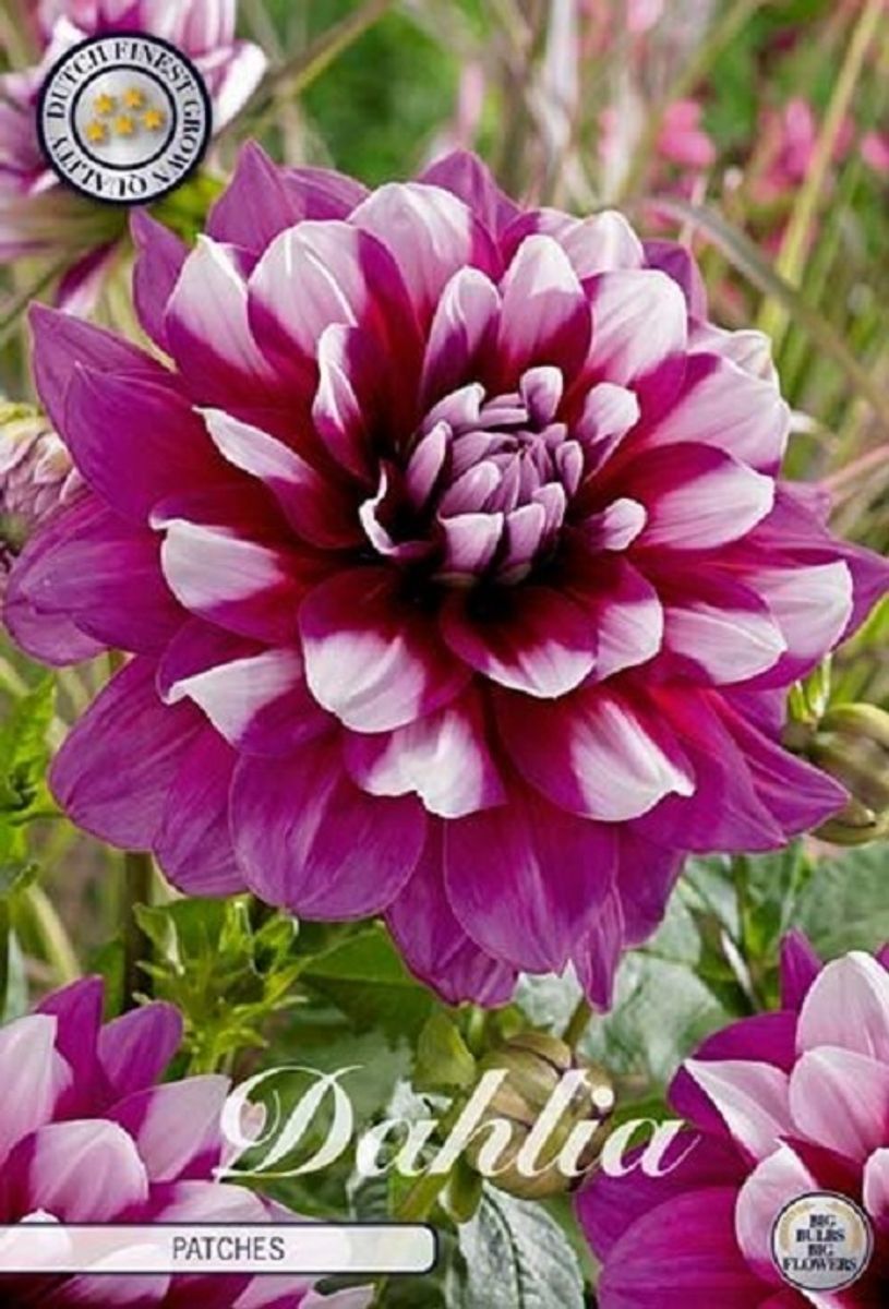 Dahlia &lsquo;Patches&rsquo; — Plant Wholesale FlorAccess