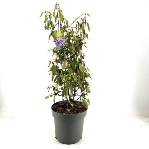 Callicarpa bodinieri 'Autumn Glory'