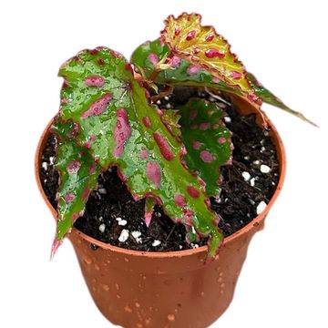 Begonia 'Pink Dottie'