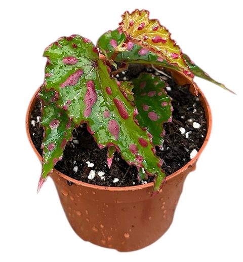 Begonia 'Pink Dottie'