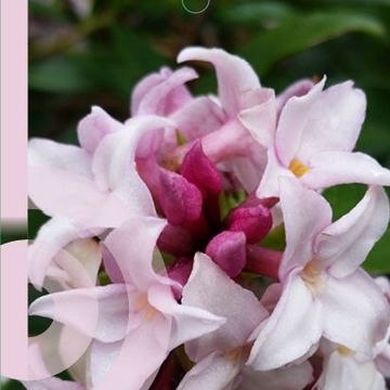 Daphne PERFUME PRINCESS