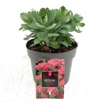 Sedum 'Herbstfreude'
